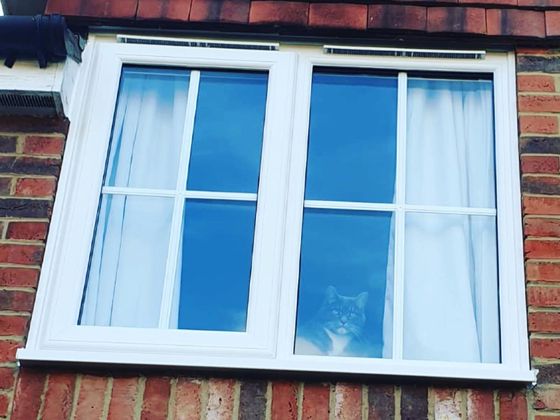 White standard pvcu casement window withcat looking out of window